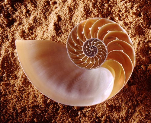 CSIRO_ScienceImage_2933_Nautilus_shell